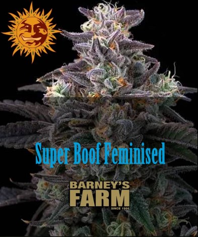 Семена конопли Super Boof Feminised, Barney's Farm