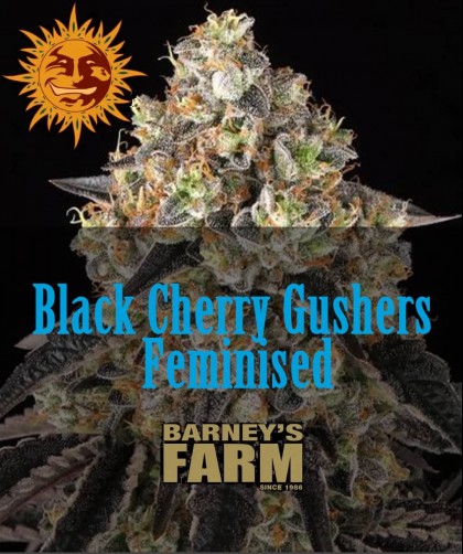 Семена конопли Black Cherry Gushers Feminised, Barney's Farm