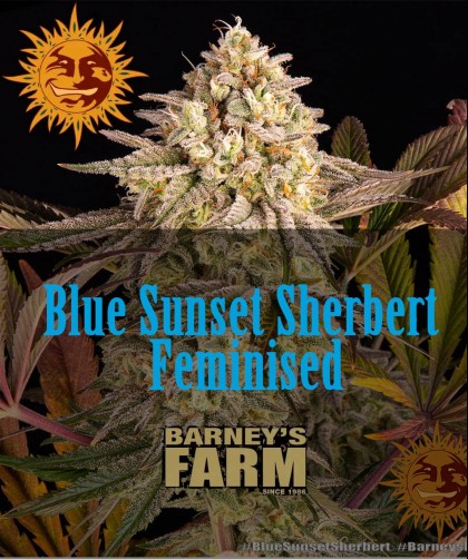 Семена конопли BLUE SUNSET SHERBET Feminised, Barney's Farm