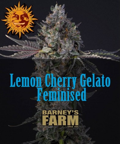 Семена конопли Lemon Cherry Gelato Feminised, Barney's Farm
