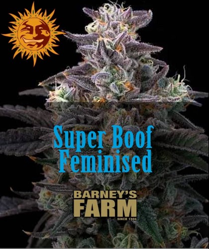 Семена конопли Super Boof Feminised, Barney's Farm