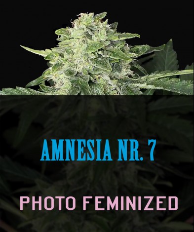 AMNESIA NR. 7  (photo/fem)