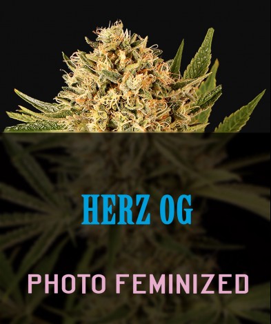Herz OG  (photo/fem)