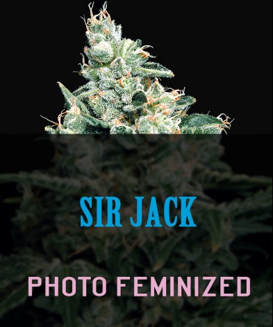 Sir  Jack  (photo/fem)
