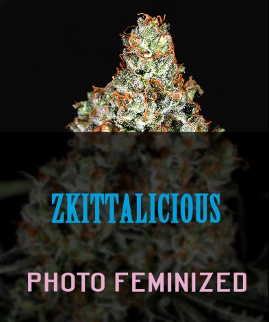  ZKITTALICIOUS   (photo/fem)
