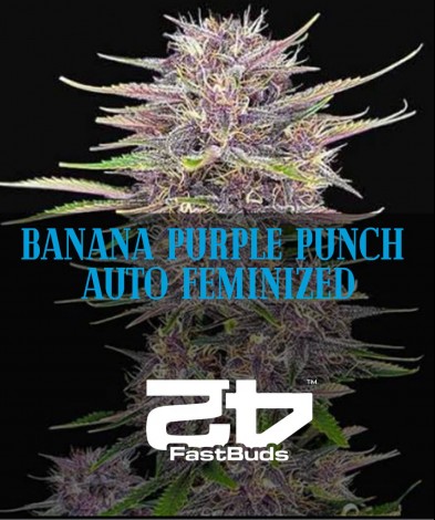 Banana Purple Punch Auto feminized