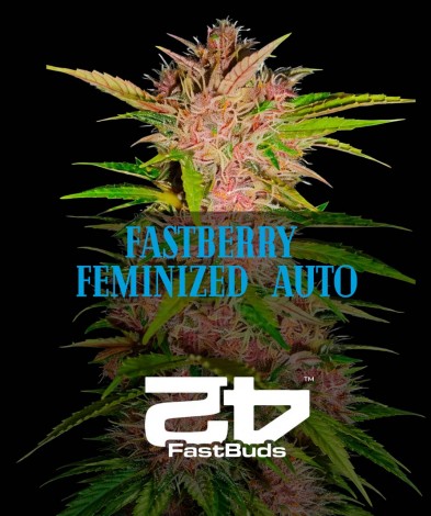 FastBerry feminized  AUTO