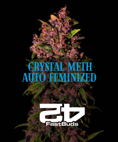  Crystal Meth Auto feminized 