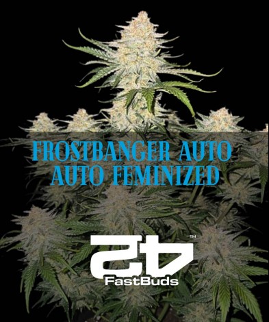 FROSTBANGER AUTO