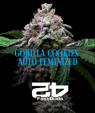 GORILLA COOKIES AUTO