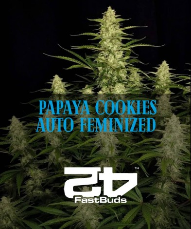 PAPAYA COOKIES AUTO