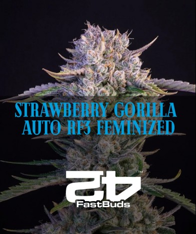 Strawberry Gorilla Auto RF3 feminized