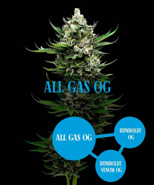All Gas OG (photo/fem)