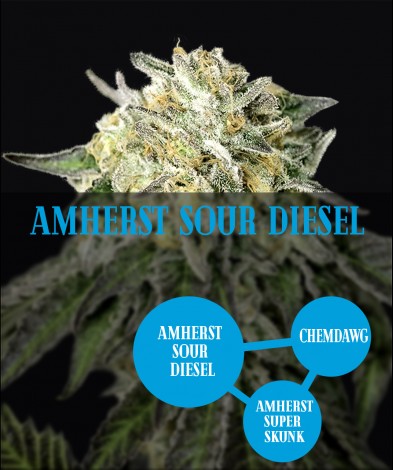 Amherst Sour Diesel (photo/fem)