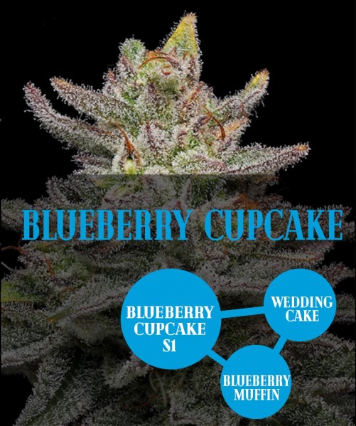 Blueberry Cupcake (photo)