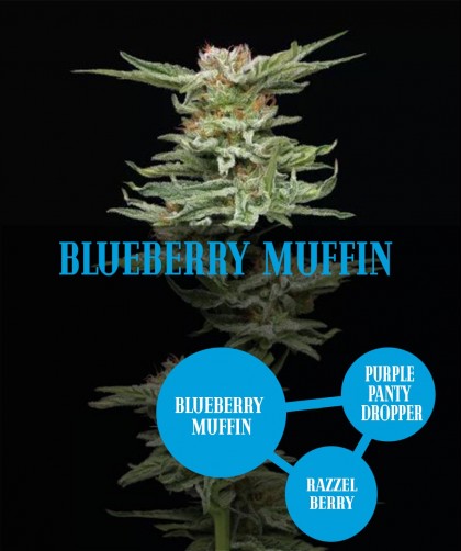 Blueberry Muffin (photo)