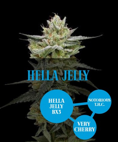 Hella Jelly (photo/fem)