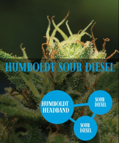 Humboldt Sour Diesel (photo/fem)