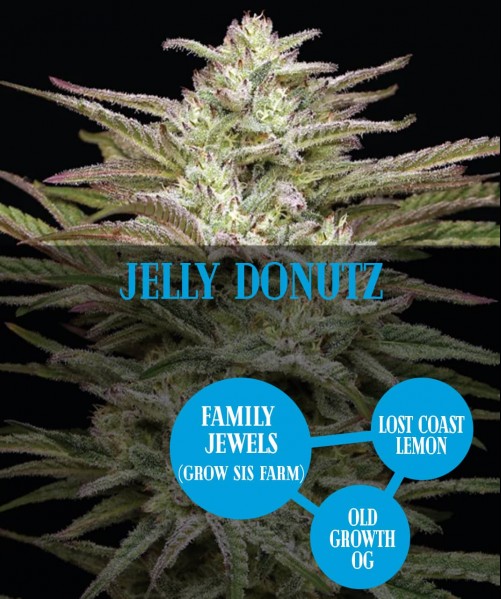 Jelly Donutz  (photo/fem)