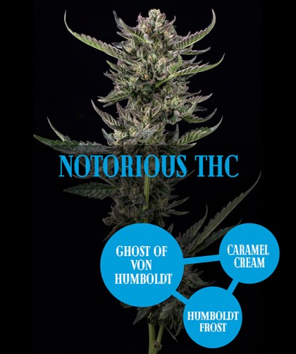 Notorious THC – семена каннабиса Humboldt Seed, феминизированные