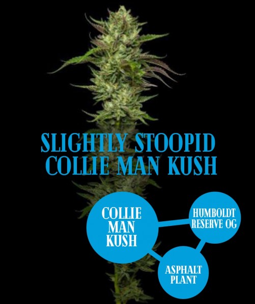 Slightly Stoopid Collie Man Kush  (photo/fem)