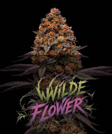 WILDE FLOWER (photo/fem)