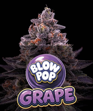 BLOW POP GRAPE  (photo/fem)