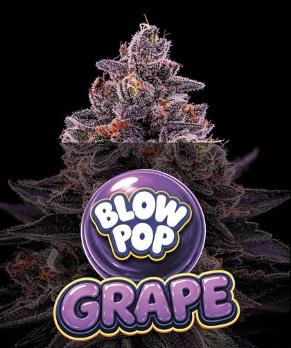 BLOW POP GRAPE  (photo/fem)