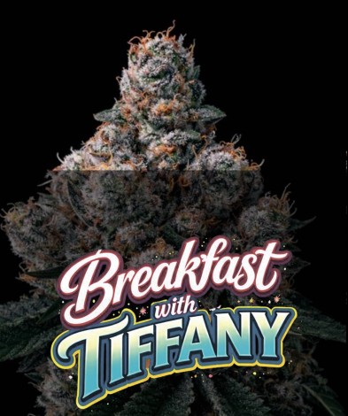  BREAKFAST WITH TIFFANY (photo/fem)