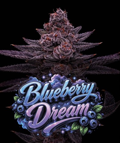 BLUBBERY DREAM (photo/fem)