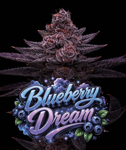 BLUBBERY DREAM (photo/fem)