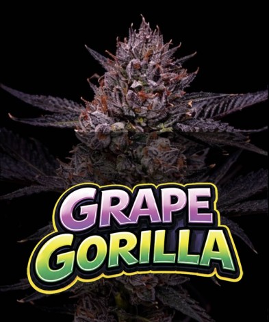 GRAPE GORILLA (photo/fem)