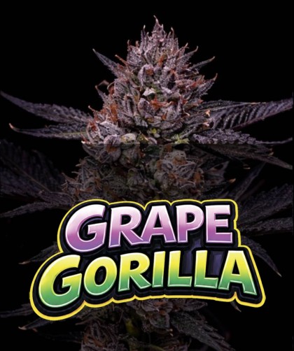 GRAPE GORILLA (photo/fem)
