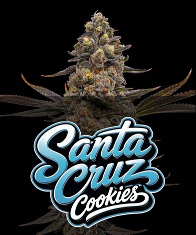 SANTA CRUZ COOKIES (photo/fem)