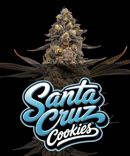 SANTA CRUZ COOKIES (photo/fem)
