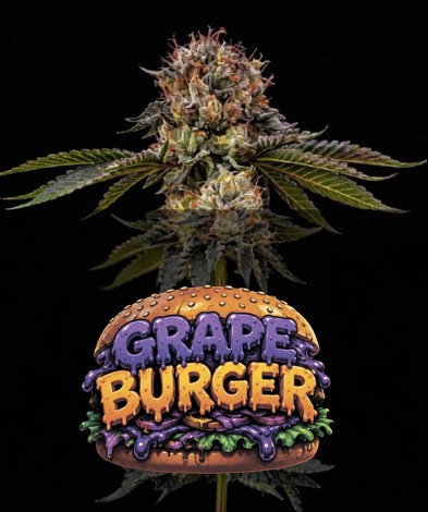 GRAPE BURGER (photo/fem)