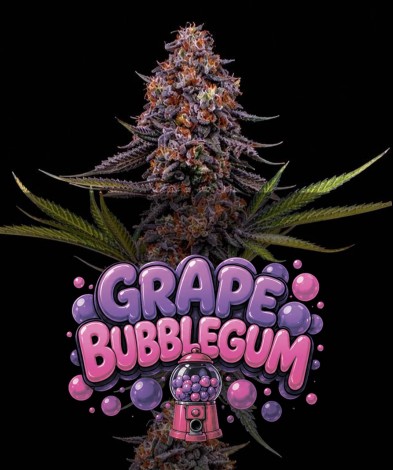 GRAPE BUBBLEGUM(photo/fem)