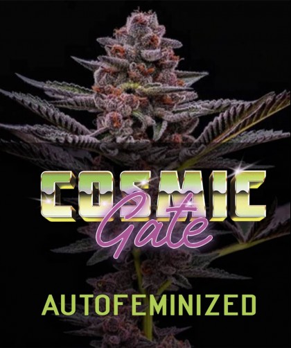 COSMIC GATE AUTO