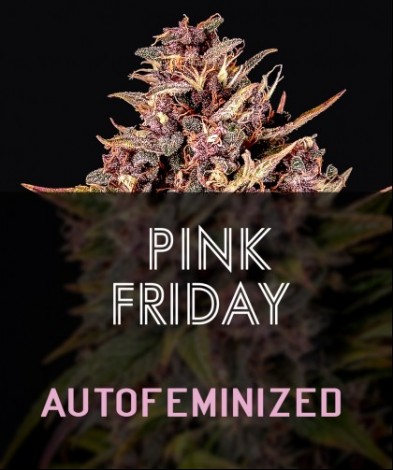 PINK FRIDAY AUTO