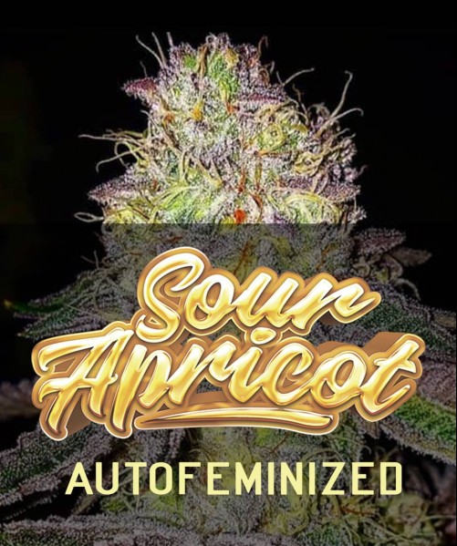 SOUR APRICOT AUTO 