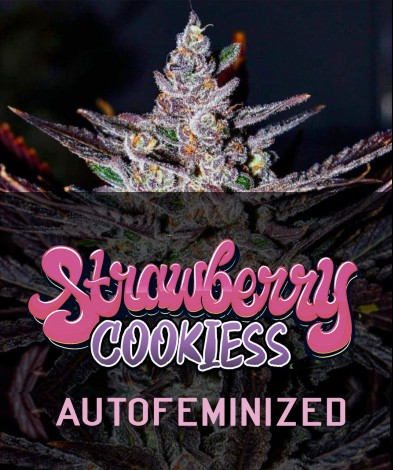 STRAWBERRY COOKIESS AUTO