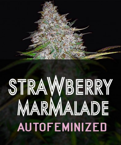 STRAWBERRY MARMALADE AUTO
