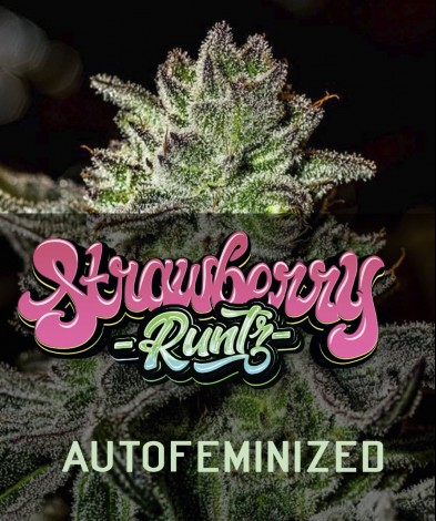 STRAWBERRY RUNTZ  AUTO 