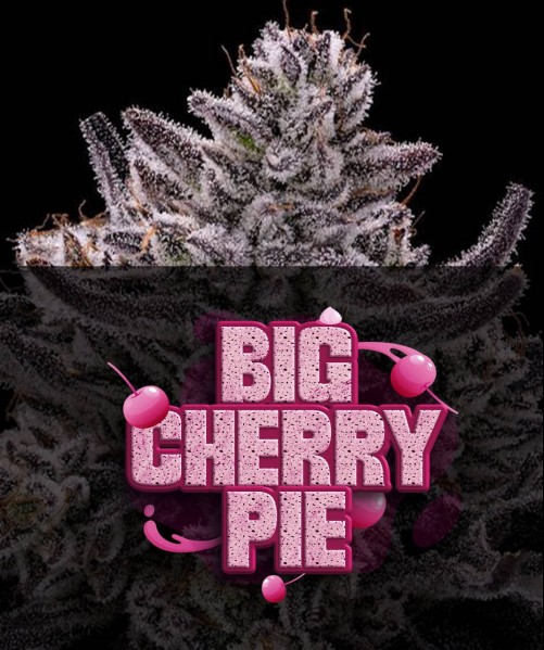 BIG CHERRY PIE (photo/fem)