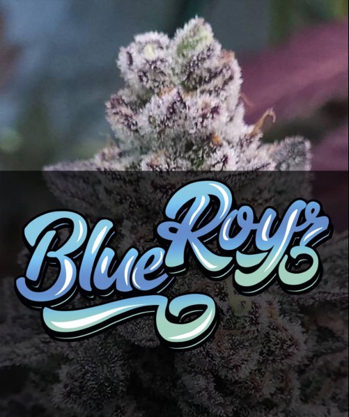 BLUE-ROYZ  (photo/fem)