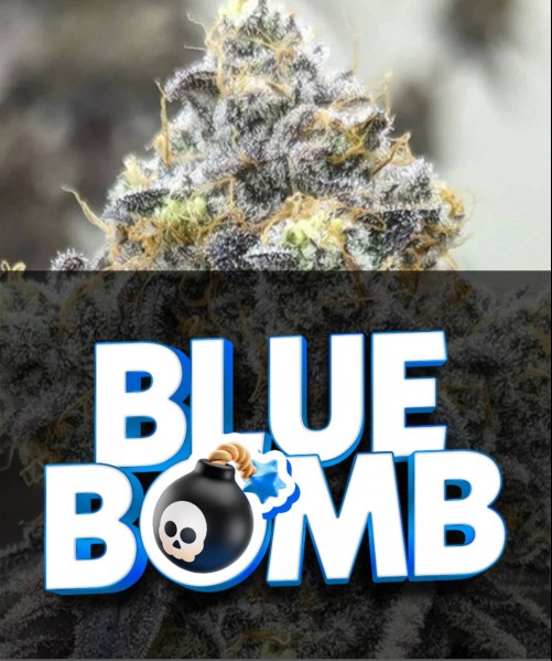 BLUE BOMB (photo/fem)