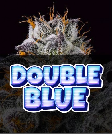 DOUBLE BLUE