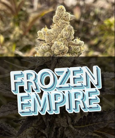 FROZEN EMPIRE (photo/fem)