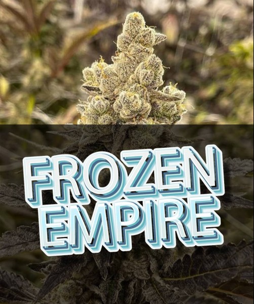 FROZEN EMPIRE (photo/fem)