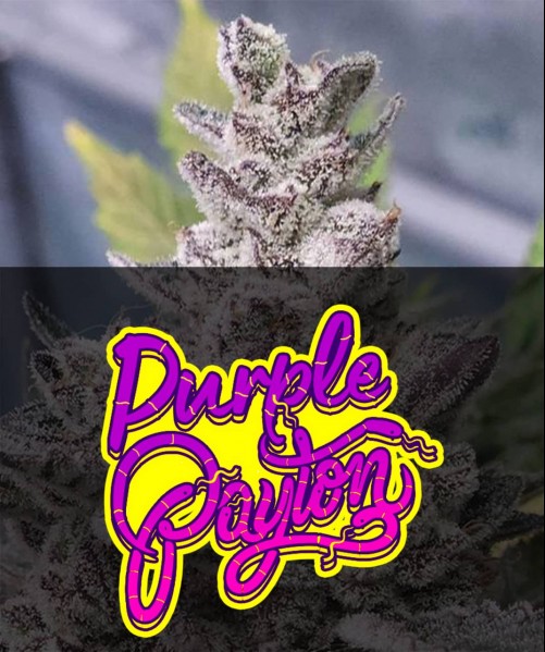 PURPLE PAYTON (photo/fem)